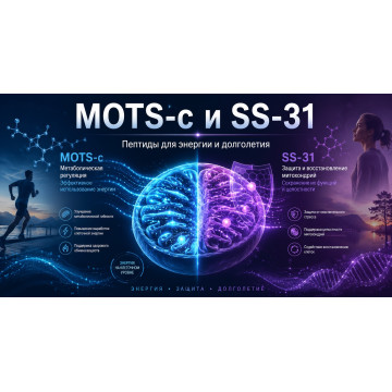 MOTS-c и SS-31: митохондриальные пептиды для энергии и долголетия