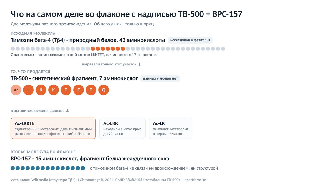 Схема: тимозин бета-4 из 43 аминокислот, вырезанный из него семиаминокислотный фрагмент TB-500 и продукты его распада в организме