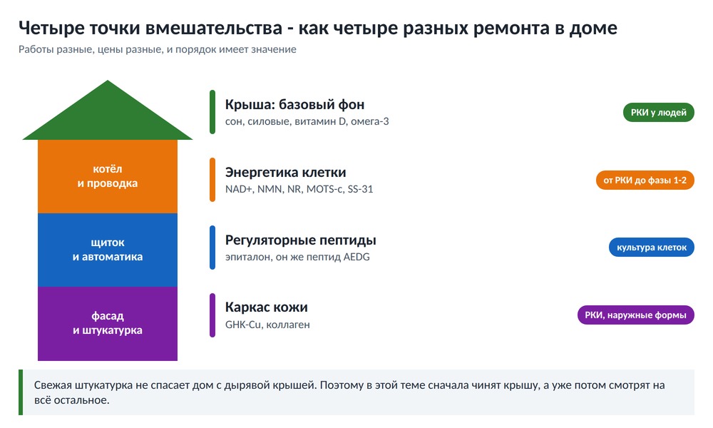 Дом в разрезе: крыша, котёл с проводкой, щиток с автоматикой и фасад как четыре точки вмешательства - базовый фон, энергетика клетки, регуляторные пептиды, каркас кожи