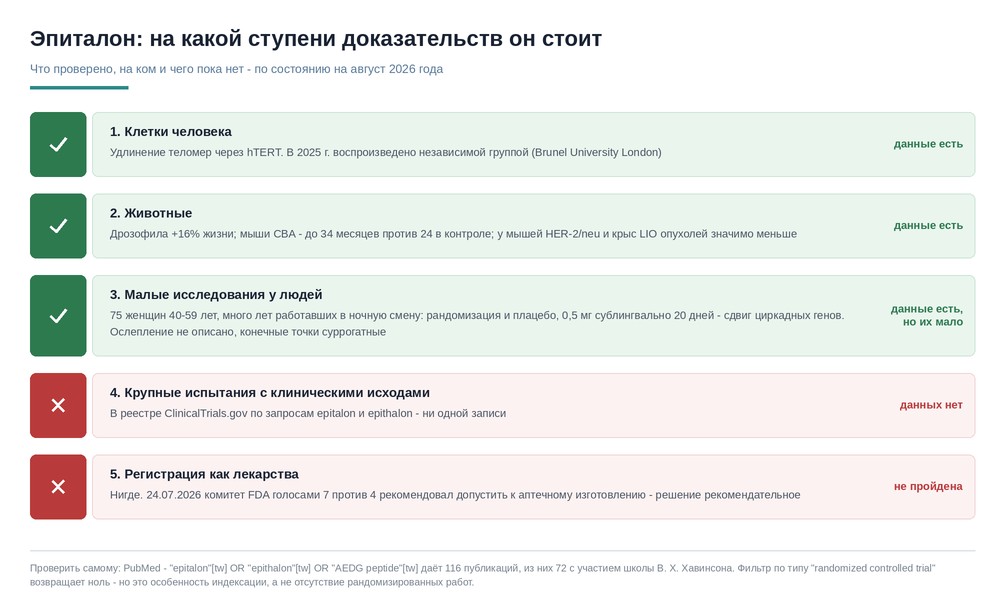 Лестница доказательств эпиталона: культура клеток человека и животные - данные есть, малые исследования у людей - есть, крупные испытания с клиническими исходами и регистрация как лекарства - нет