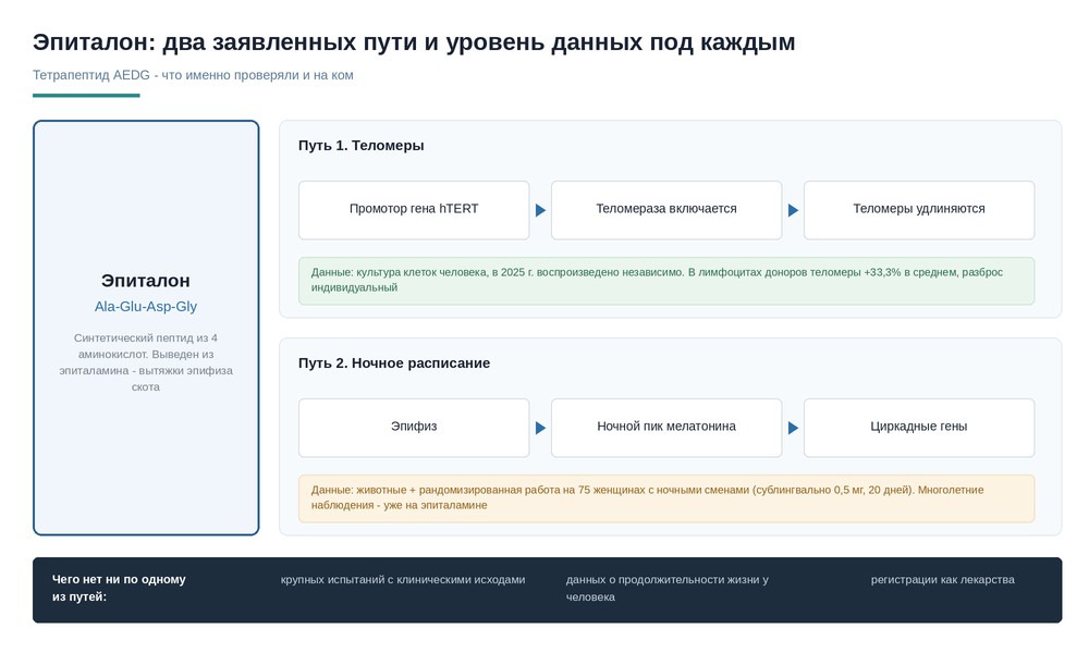 Схема двух путей действия тетрапептида AEDG: через промотор гена hTERT к теломеразе и удлинению теломер, и через эпифиз к ночному пику мелатонина и циркадным генам, с указанием уровня данных для каждого пути