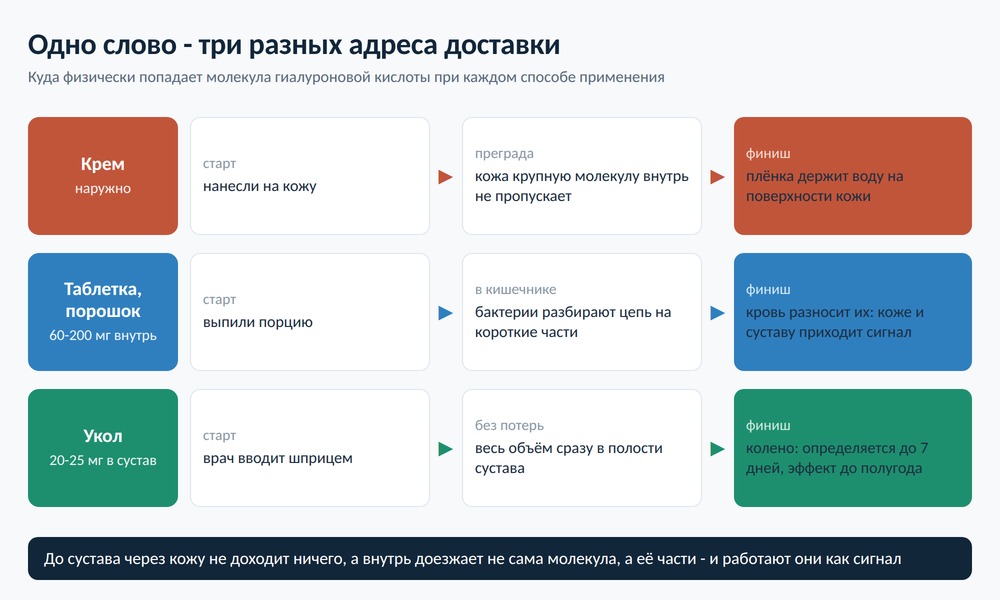 Три маршрута гиалуроновой кислоты: крем остаётся на поверхности кожи, таблетка режется в кишечнике на фрагменты и расходится с кровью, укол попадает прямо в полость сустава