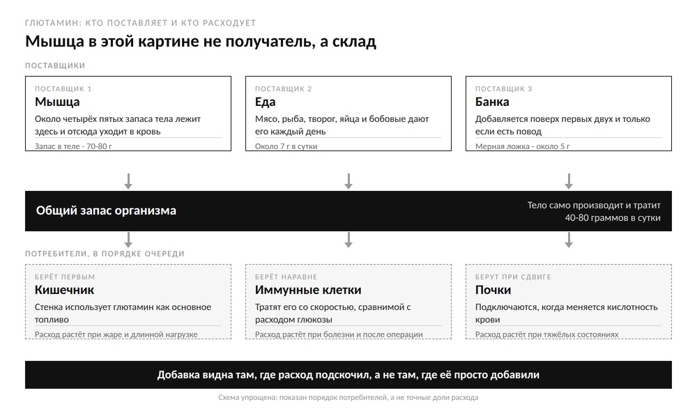 Схема: мышца, еда и банка поставляют глютамин в общий запас, а расходуют его кишечник, иммунные клетки и почки