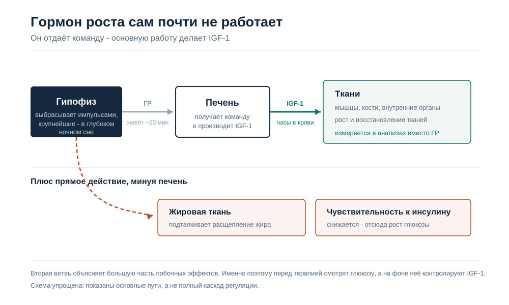 Схема: гипофиз выбрасывает гормон роста, печень производит IGF-1, который действует на ткани