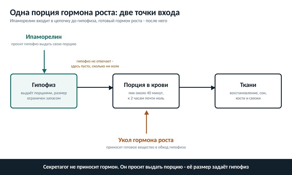 Схема: секретагог даёт сигнал гипофизу выдать свою порцию гормона роста, а укол гормона роста приносит вещество извне в обход гипофиза