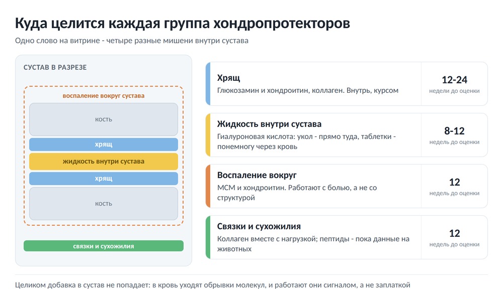 Схема сустава в разрезе: куда целится каждая группа - хрящ, жидкость внутри сустава, воспаление вокруг, связки и сухожилия