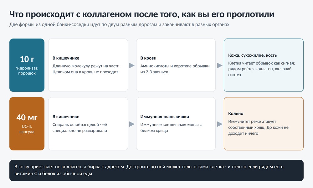 Схема: что происходит с гидролизатом коллагена и с UC-II после проглатывания, куда доходят обрывки молекулы