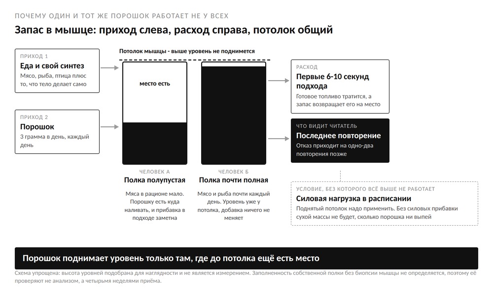 Схема: два человека с разным уровнем запаса креатина в мышце, приход слева и расход справа, у одного до потолка есть место, у другого нет
