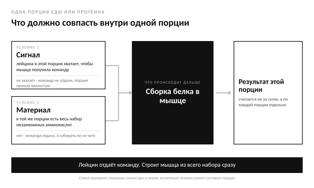 Схема: два условия внутри одной порции - сигнал от лейцина и материал из остальных незаменимых аминокислот, оба ведут к сборке белка в мышце