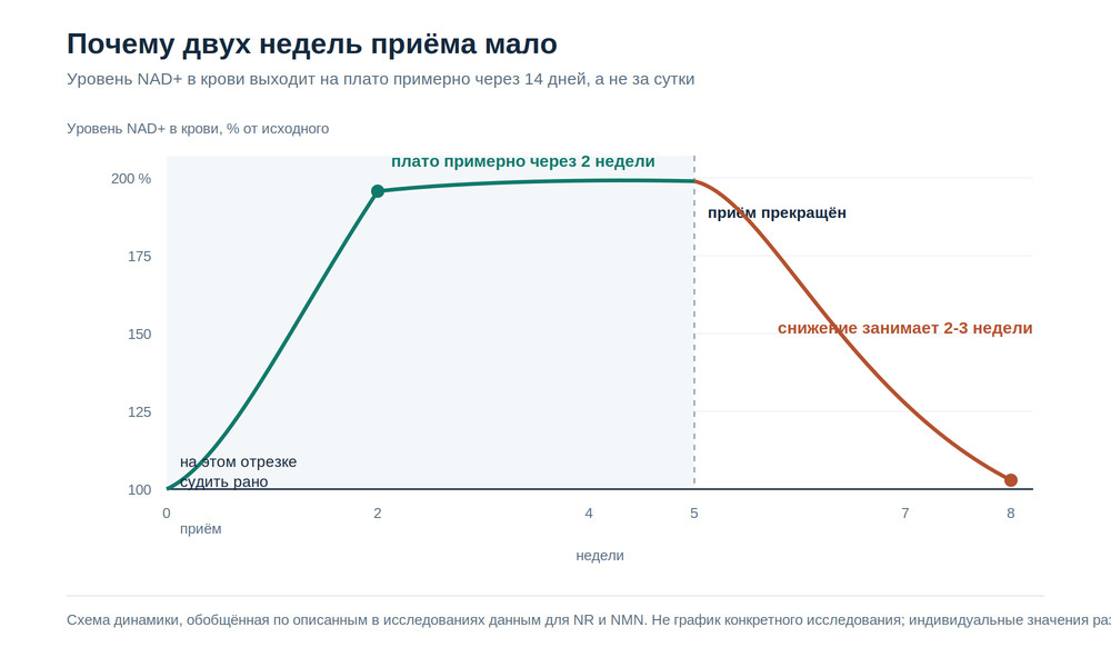 График динамики уровня NAD+ в крови: плато через две недели приёма и снижение после отмены