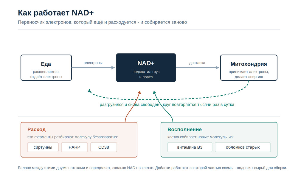 Схема: NAD+ переносит электроны от еды к митохондриям, расходуется ферментами и собирается заново