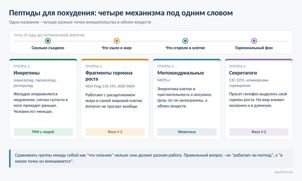 Схема: четыре группы пептидов для похудения и точки их приложения - аппетит и сытость, жировая клетка, митохондрия, гормональный фон