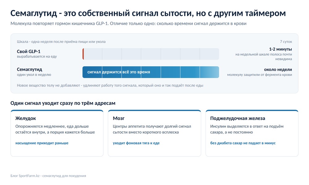 Схема: собственный GLP-1 живёт одну-две минуты, семаглутид около недели, и сигнал уходит в желудок, мозг и поджелудочную железу