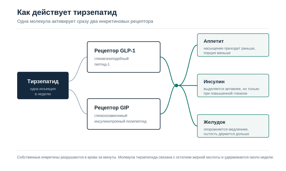 Схема двойного действия: тирзепатид активирует рецепторы GLP-1 и GIP