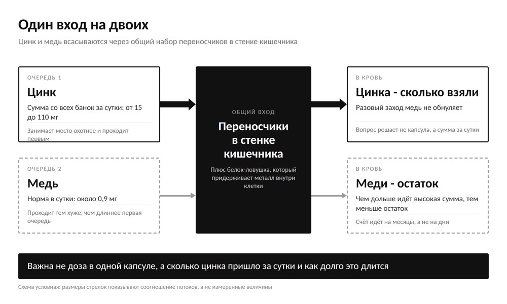 Схема: цинк и медь всасываются через общий набор переносчиков, и чем больше цинка приходит за раз, тем меньше меди проходит в кровь