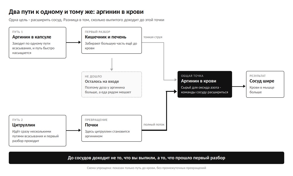 Схема: два пути к аргинину в крови - прямой приём аргинина с потерей на первом разборе и обходной путь цитруллина через почки
