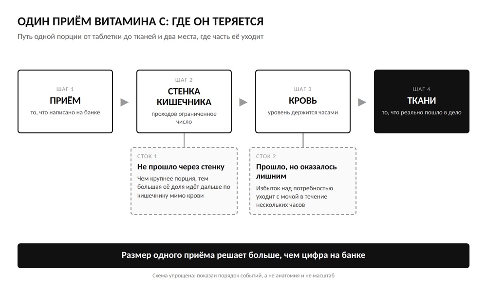 Схема: путь одного приёма витамина C - что проходит через стенку кишечника, что уходит дальше и что выводится с мочой